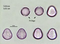 hydrated pollen