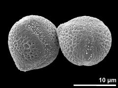 hydrated pollen grains