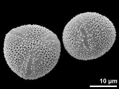 hydrated pollen grains