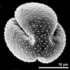 polar view of dry pollen grain