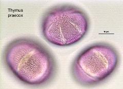 hydrated pollen