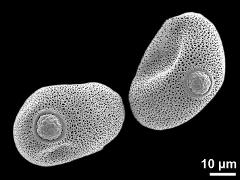 dry pollen grains