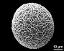 hydrated pollen grain