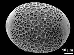 proximal polar view