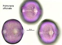 hydrated pollen