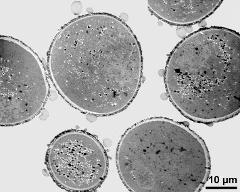 pollen grains in cross section