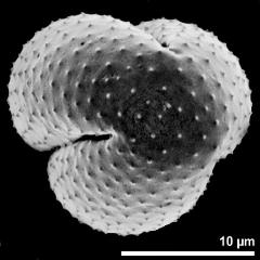 polar view of dry pollen grain