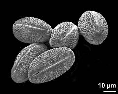 dry pollen grains