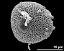 cubic crystals on exine surface