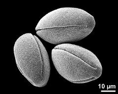 dry pollen grains