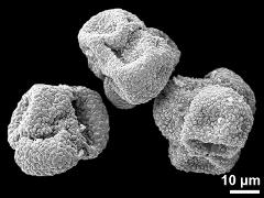 dry tetrads