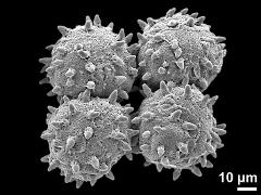 dry tetrads