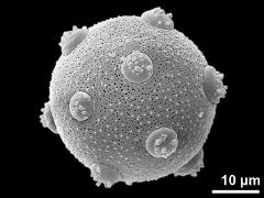 hydrated pollen grain