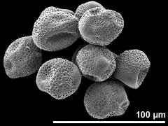 dry pollen grains