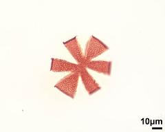 polar view,lower focus