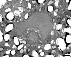 cytoplasma with vegetative nucleus, generative cell, starch, lipids