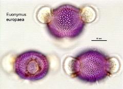 hydrated pollen