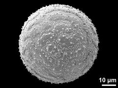 hydrated pollen grain