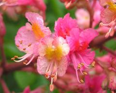 flowers of Aesculus carnea