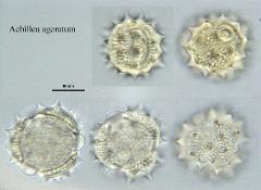 hydrated pollen