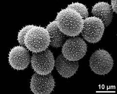 hydrated pollen grains