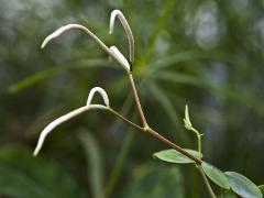 inflorescence(s)