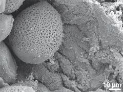 hydrated pollen,polar view,Ubisch bodies on locule wall