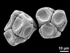 dry tetrads