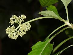 inflorescence(s)