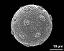 hydrated pollen grain