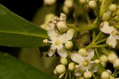 Detail of the staminate flowers