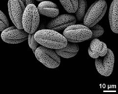 dry pollen grains