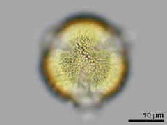 polar view,hydrated pollen