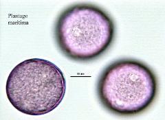 hydrated pollen