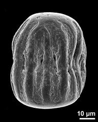 dry pollen grain in equatorial view