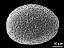 hydrated pollen grain