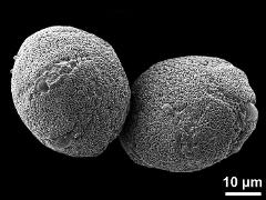 hydrated pollen grains