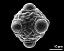 hydrated pollen grain