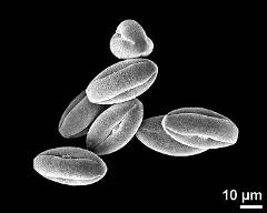 dry pollen grains