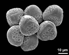 hydrated pollen grains