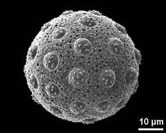 hydrated pollen grain