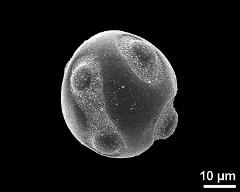 hydrated pollen grain