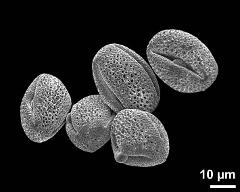 dry pollen grains