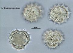 hydrated pollen