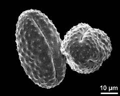 dry pollen grains