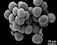 dry pollen grains