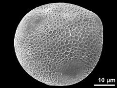 hydrated pollen grain