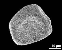 dry pollen grain in equatorial view