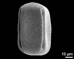 dry pollen grain in equatorial view