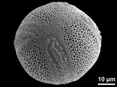 oblique polar view,tetracolpate pollen grain